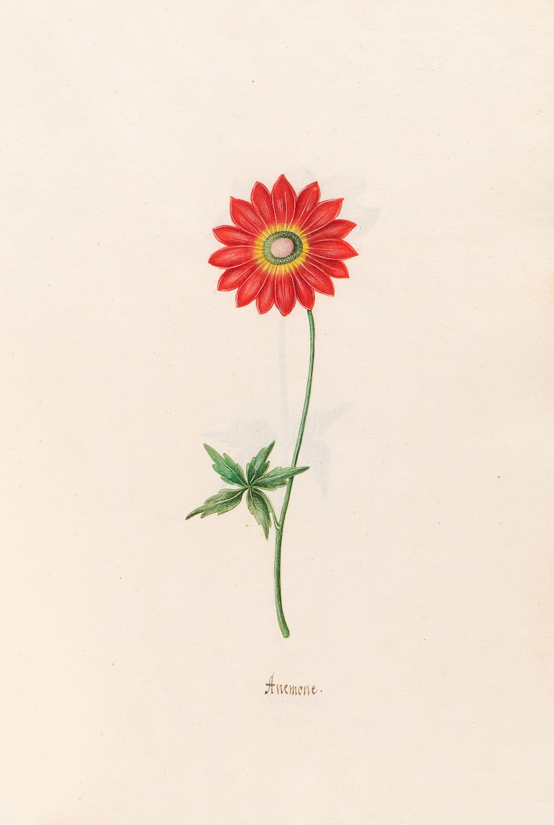 Anemone 1692