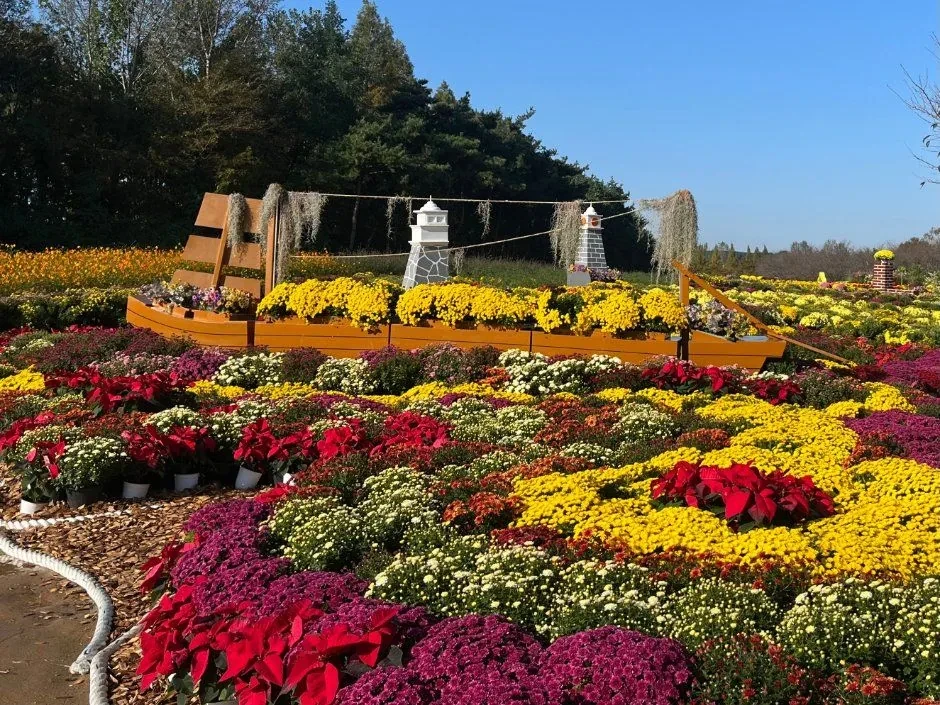 월출산 국화축제 기찬랜드 10월 30일 입장료 무료 프로그램