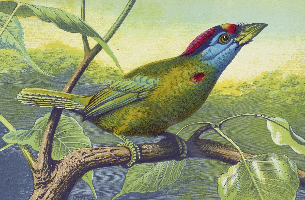 Blue Cheeked Barbet 1871