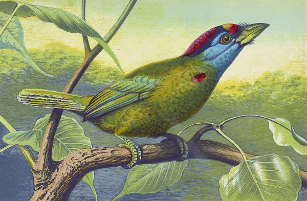 Blue Cheeked Barbet 1871