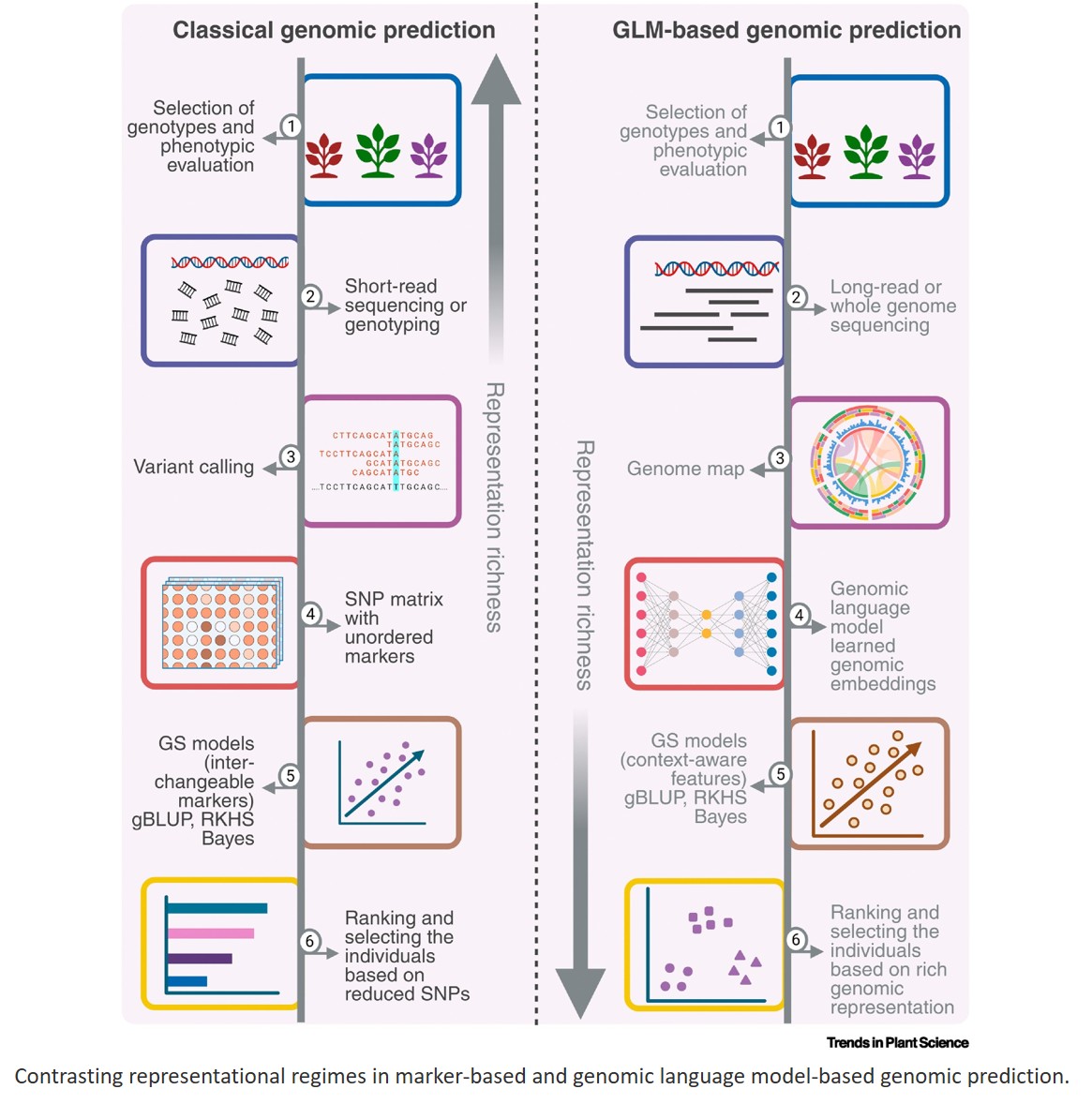 Genomic language model-based genomic prediction in plant breeding