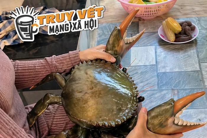 Clip con cua 7 kg ở An Giang nổi tiếng mạng xã hội với 4,4 triệu lượt xem - Báo Người Lao Động
