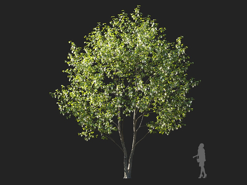 Maxtree - Plant Models Vol.122