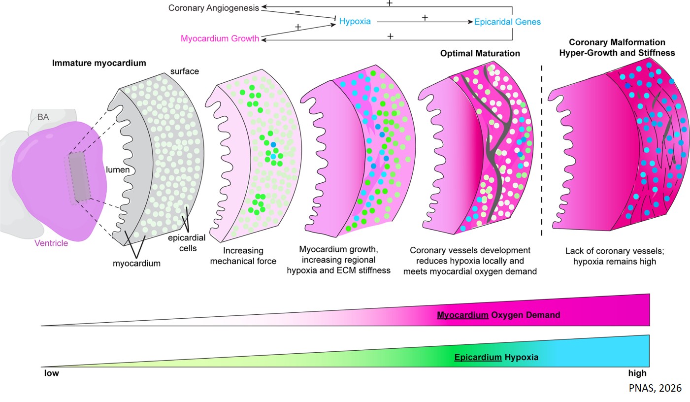 Coordinating the development of heart muscle and vasculature