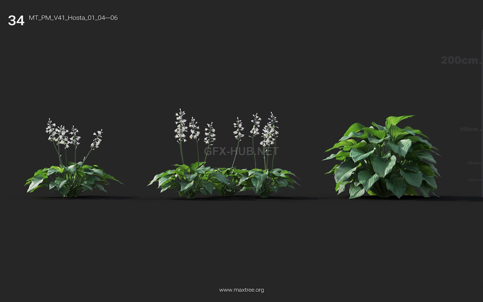 Maxtree - Plant Models Vol.41