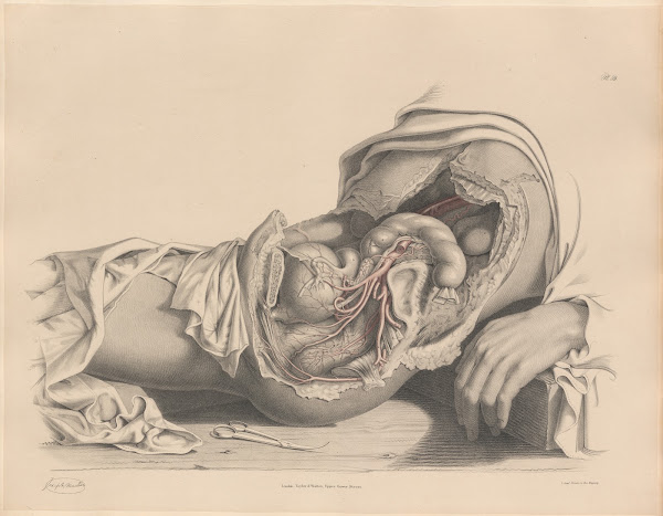 The Arteries distributed to the female Pelvic organs 1844