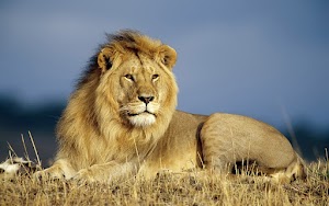 Lion Wallpaper