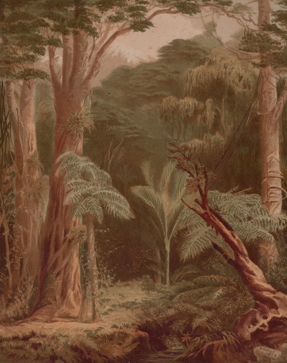 New Zealand bush scene 1875