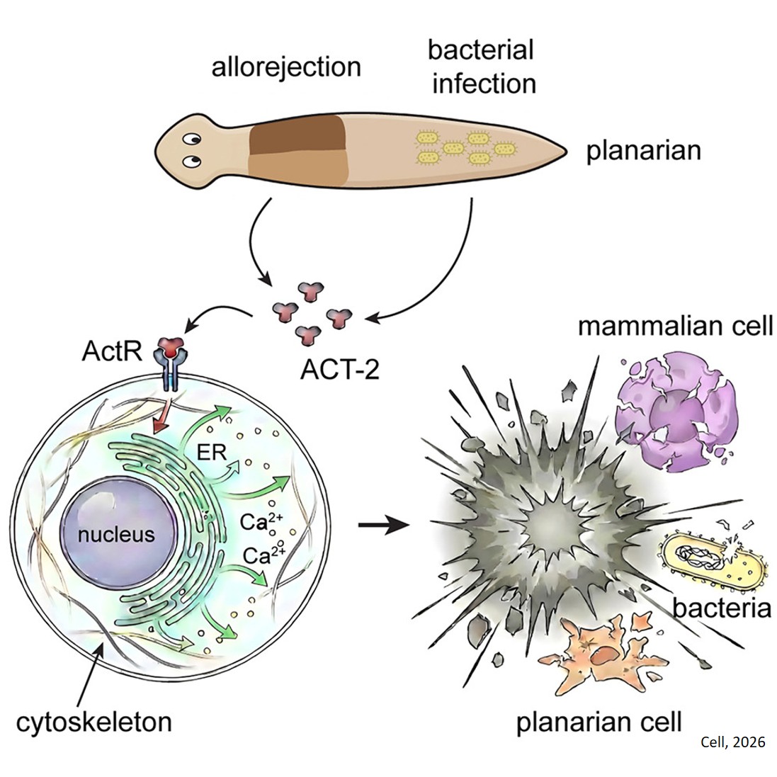 How newly identified immune cells, ruptoblasts, protect the body