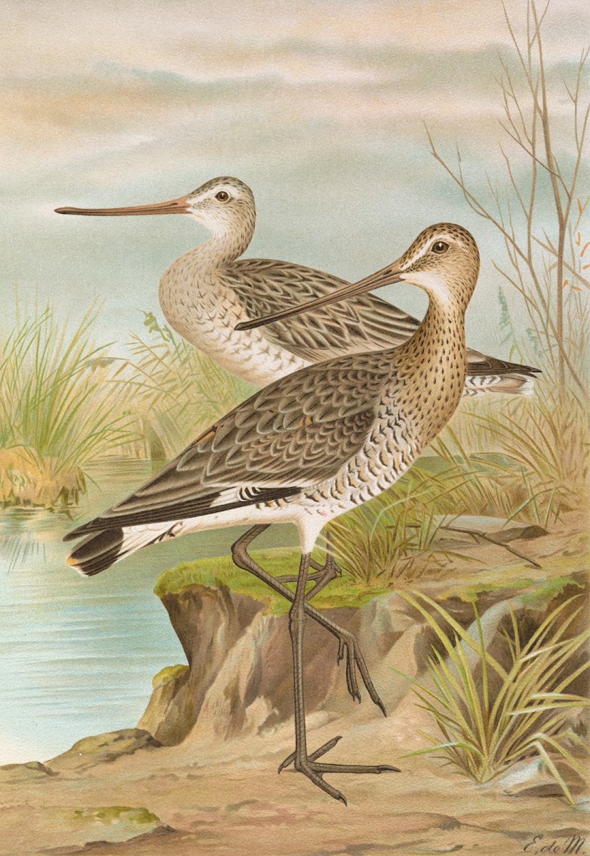 Limosa limosa Limosa lapponica