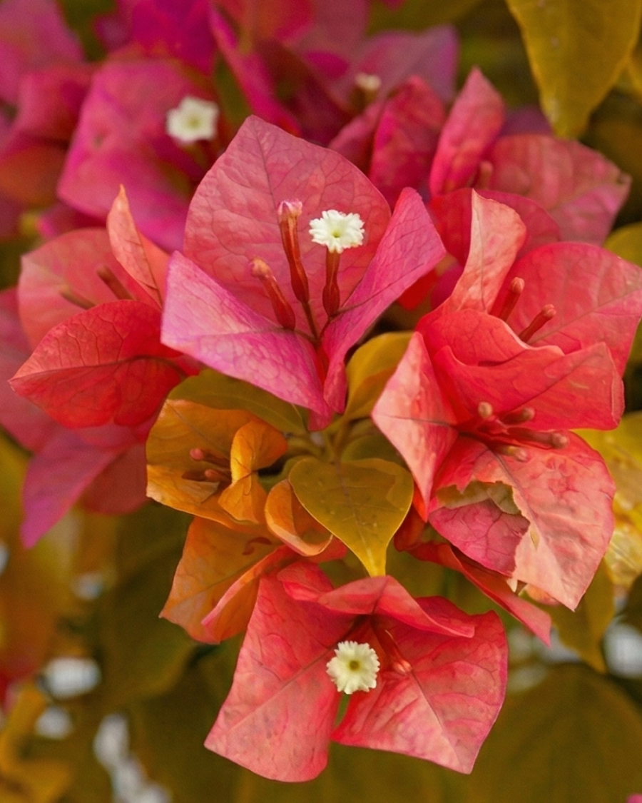 Imported Watermelon Golden Bougainvillea Plant — view 2