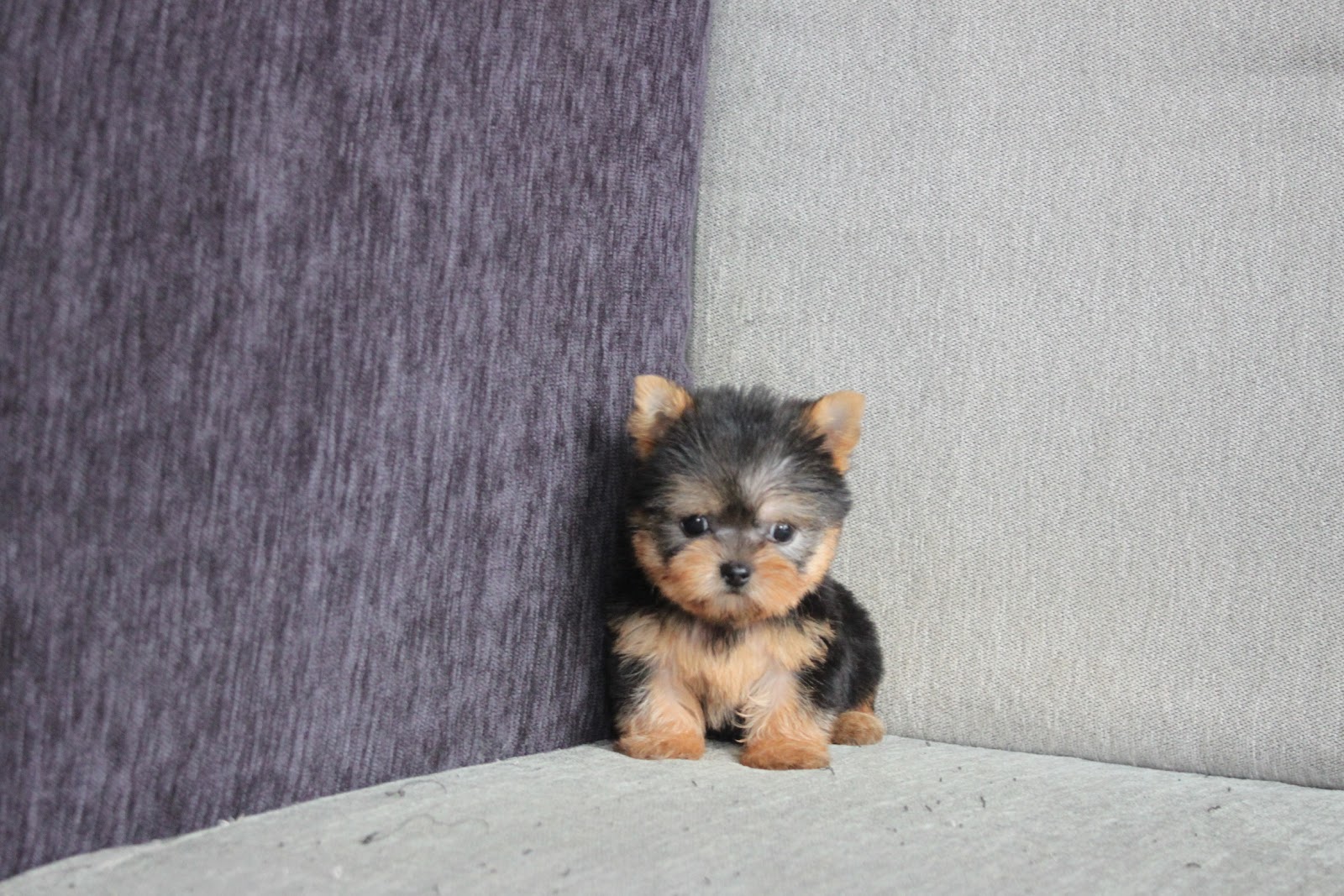 10/21出生 高端優質近茶杯約克夏妹妹