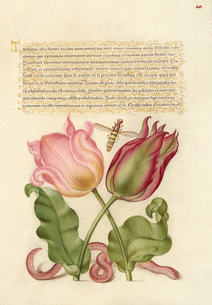 Tulips Insect and Worm 15611596
