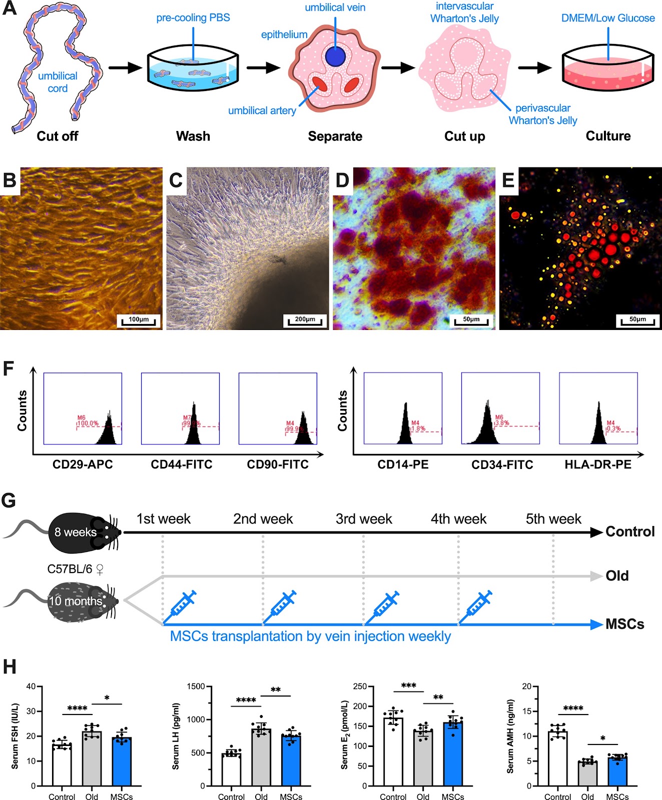 Transplantation of human umbilical cord-derived mesenchymal stem cells improves age-related ovarian functional decline via regulating the local renin–angiotensin system on inflammation and oxidative stress