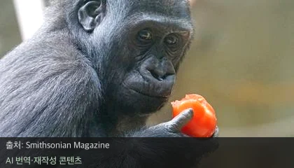 인류 뇌 진화 - 고기만 먹었을까? 인류 s뇌 진화의 숨은 열쇠 '설탕'