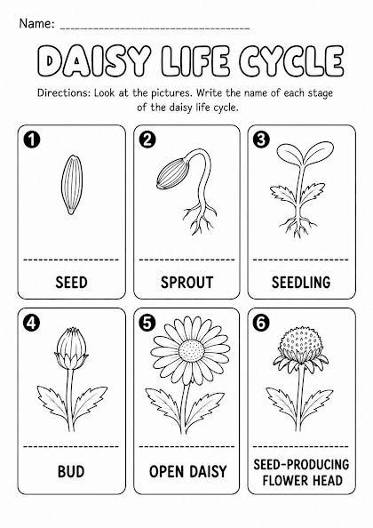 Daisy Life Cycle Worksheet
