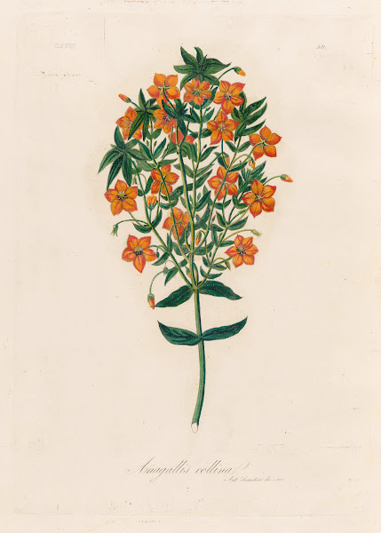 Anagallis collina 1818 1824