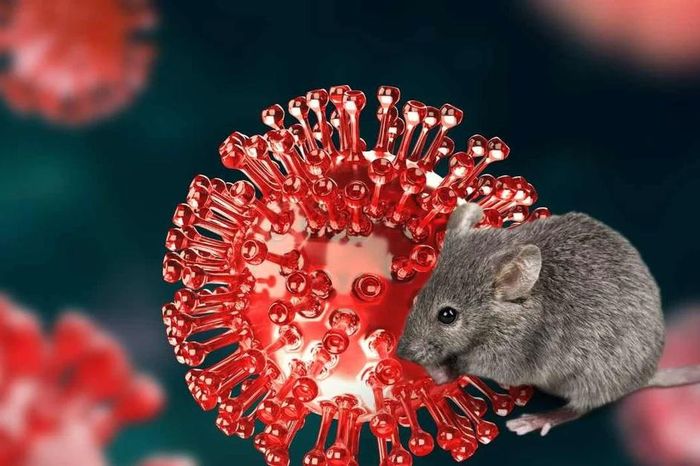 Cảnh báo virus Hanta: Việt Nam sẵn sàng xét nghiệm, bệnh diễn biến nhanh - Báo Tri thức &amp; Cuộc sống