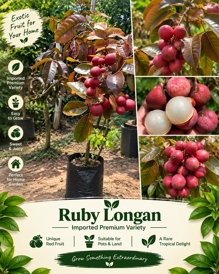 Grand Home Orchard Combo — view 4