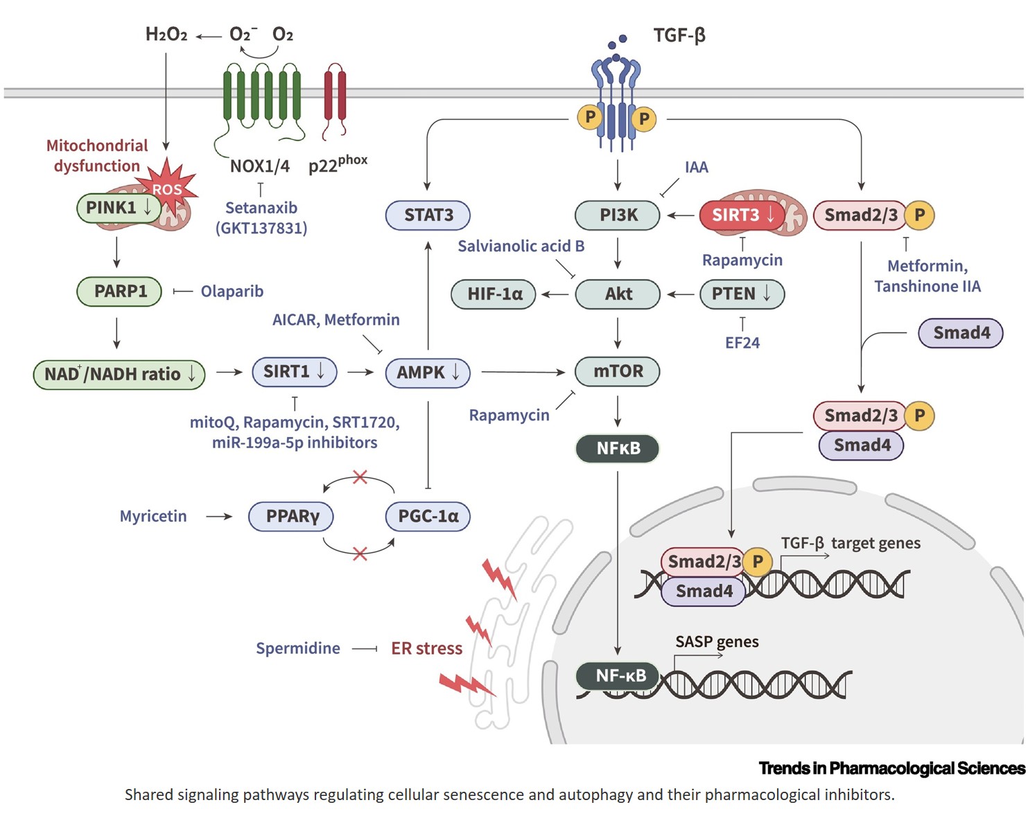 Targeting the senescence–autophagy axis for idiopathic pulmonary fibrosis therapy