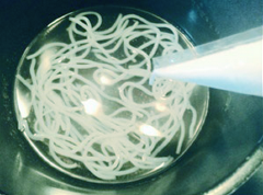 Đun sôi nồi nước, từ từ bóp nhẹ và đều tay túi bột để tạo sợi bánh canh bột gạo rơi vào trong nồi. Tiếp tục đun cho đến khi sợi bánh canh nổi lên mặt nước thì vớt sợi bánh canh ngâm ngay vào nước lọc để làm nguội và chống dính.