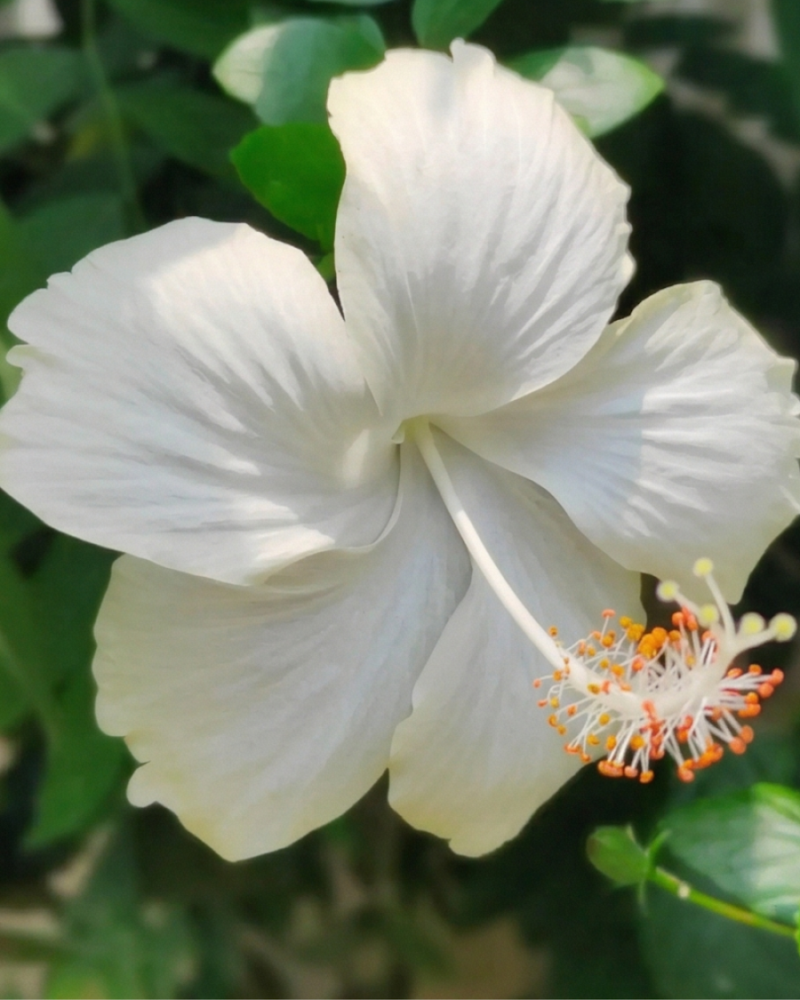 Hibiscus White Flower Plant — view 3