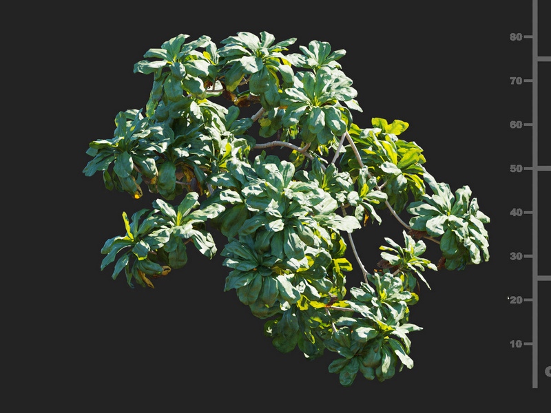 Maxtree - Plant Models Vol.112