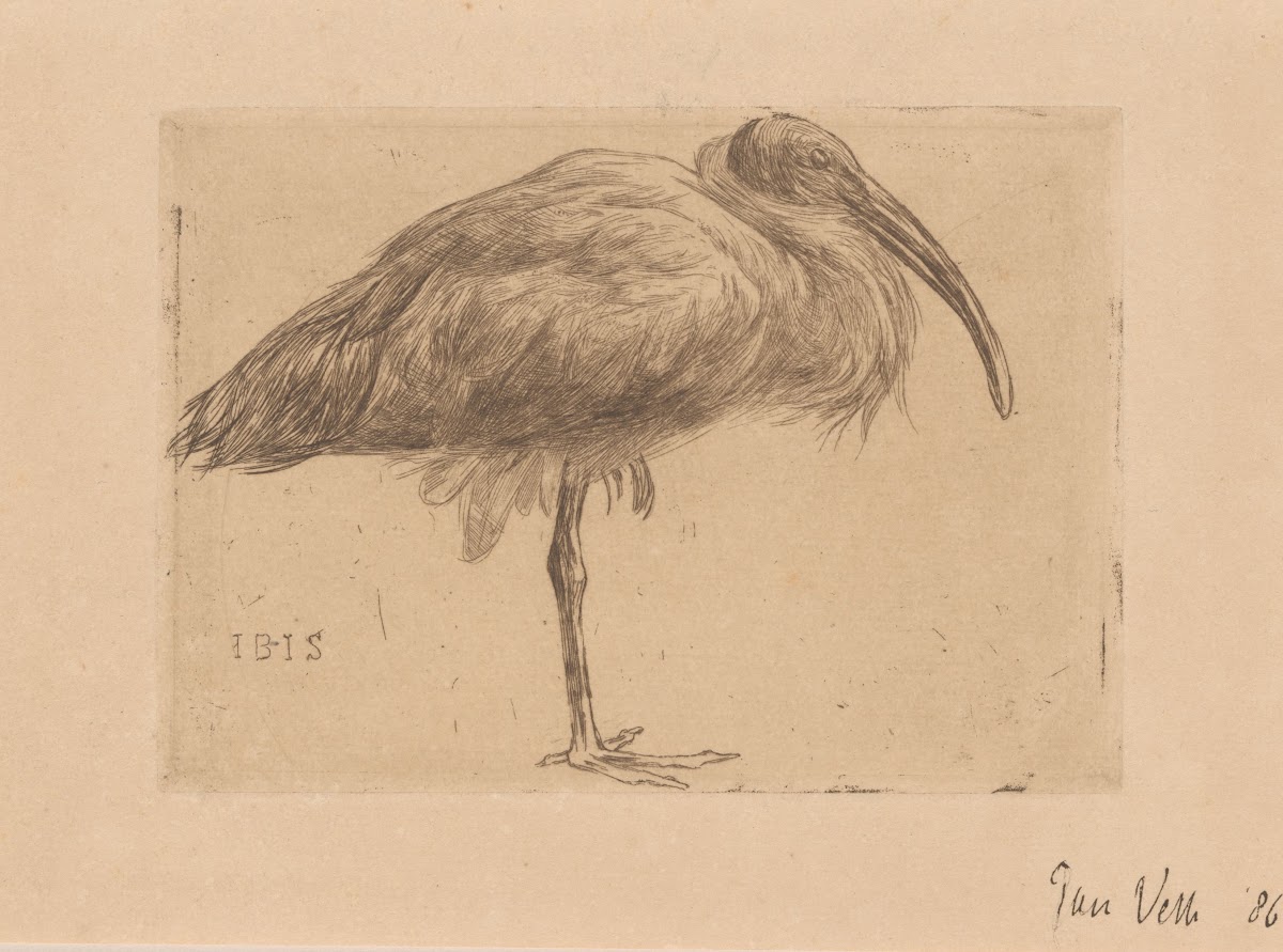 Ibis 1886