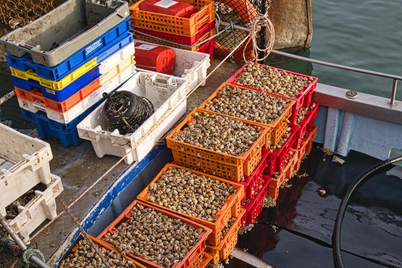 multi-color boxes of fresh catch whelk on fishing boat