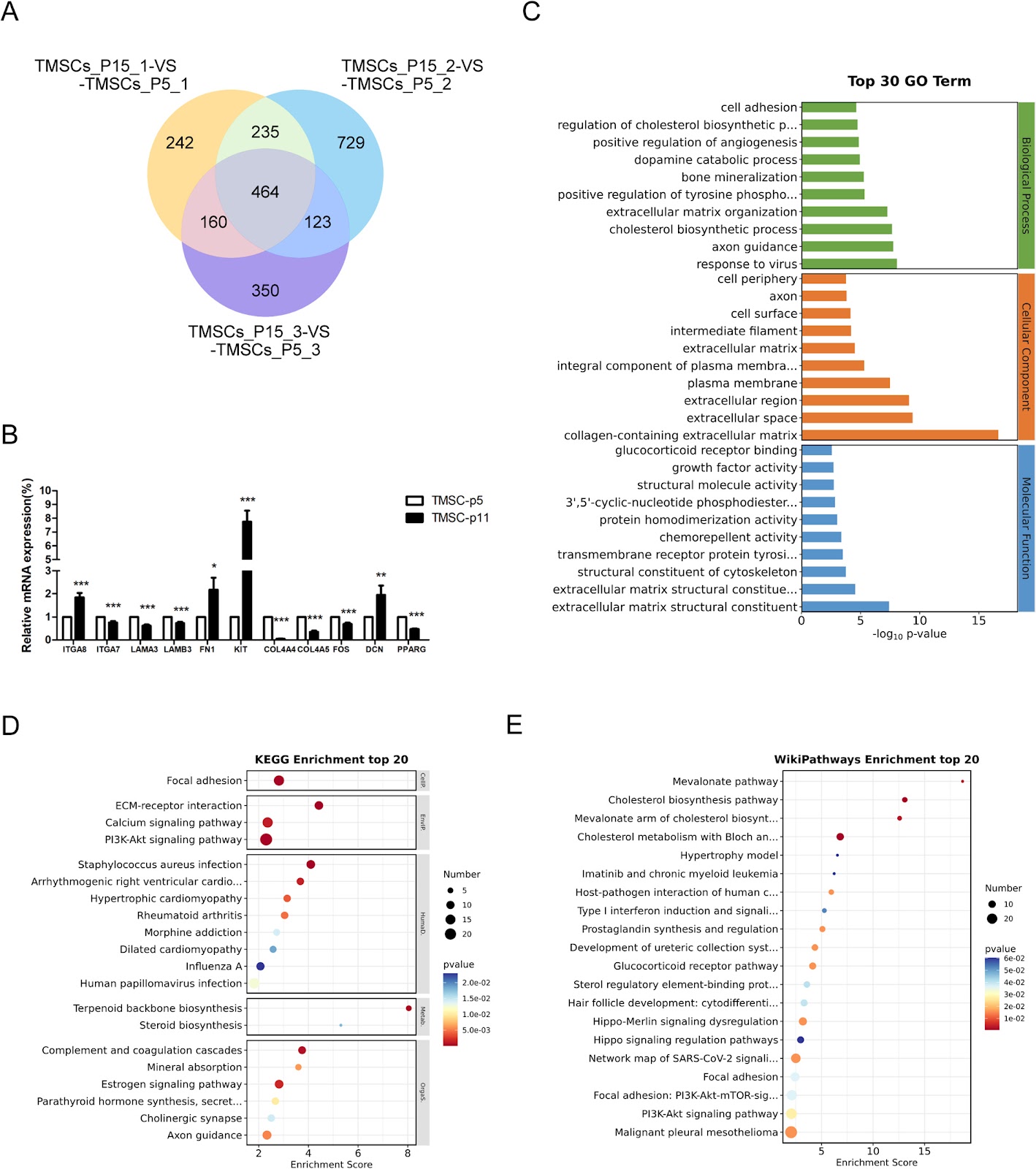 Phenotypic alterations and PI3K-AKT pathway regulation in senescence of human tonsil mesenchymal stem cells