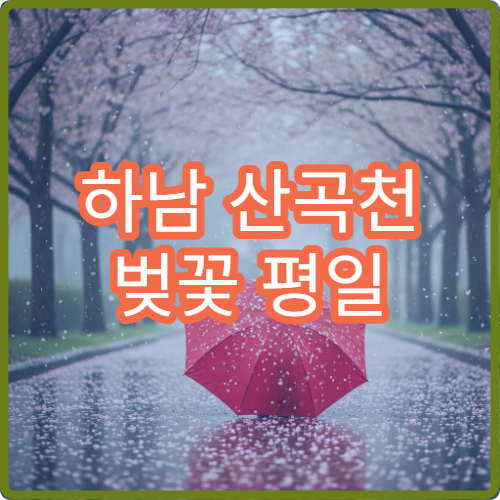 하남 산곡천 벚꽃 평일 오전 10시 주말 인파 피하는 방문 타이밍