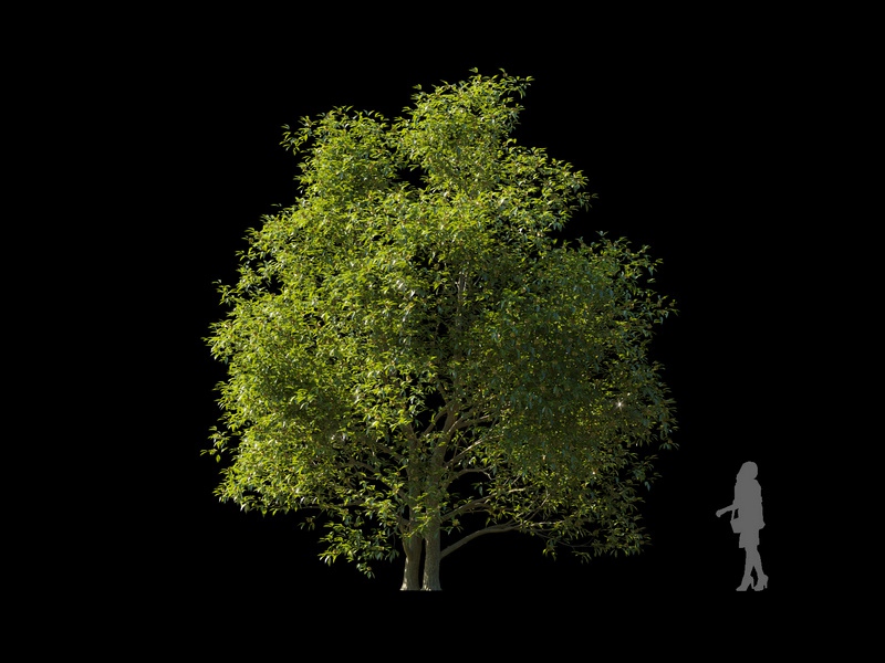 Maxtree - Plant Models Vol.120