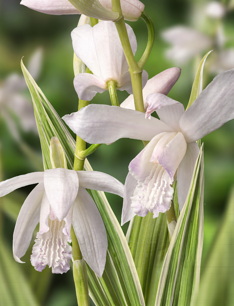 Bletilla striata 'Alba Variegata' con foglie striate e fiori bianchi eterei in giardino