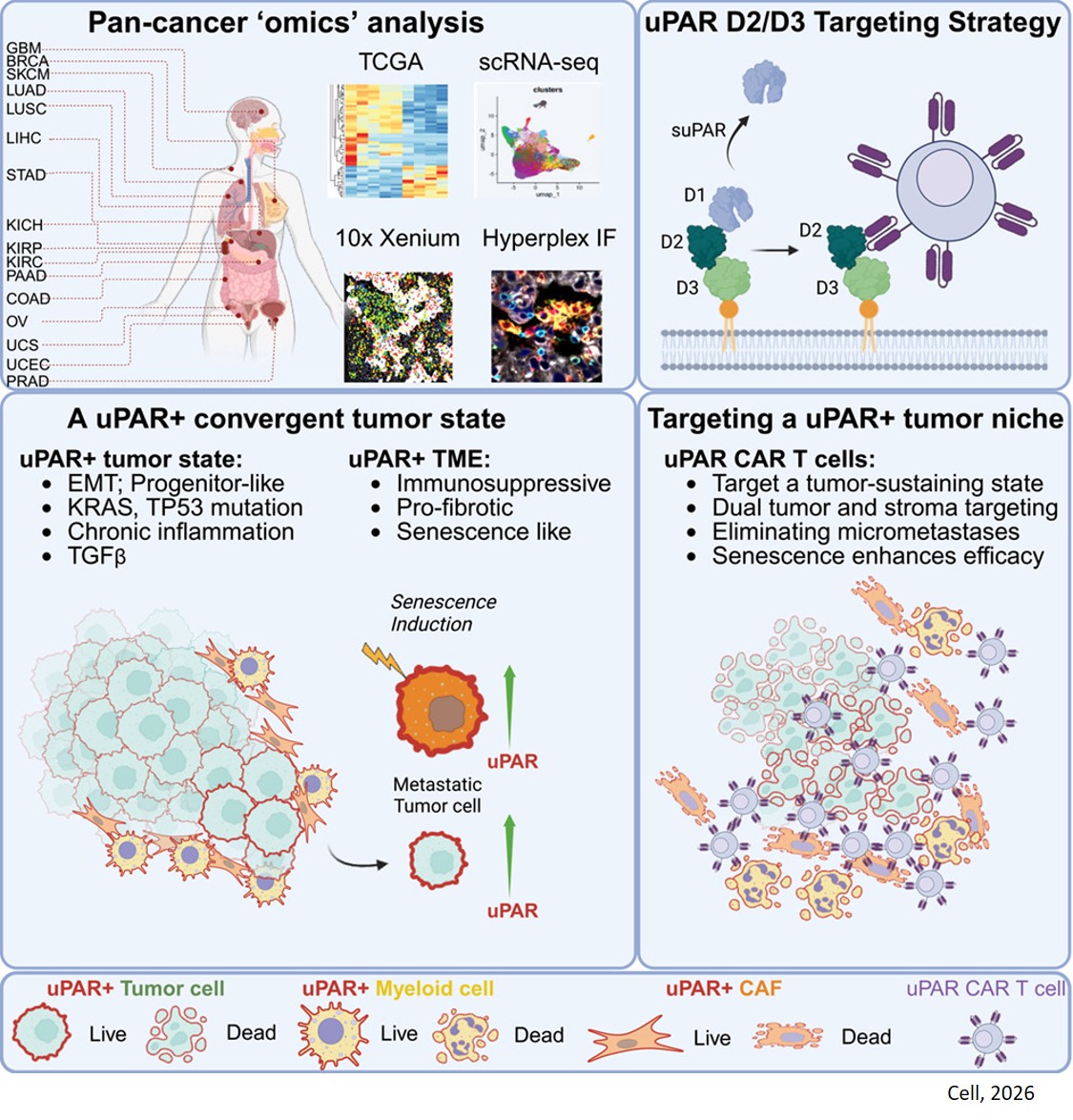 A convergent uPAR-positive tumor ecosystem creates broad vulnerability to CAR T cell therapy