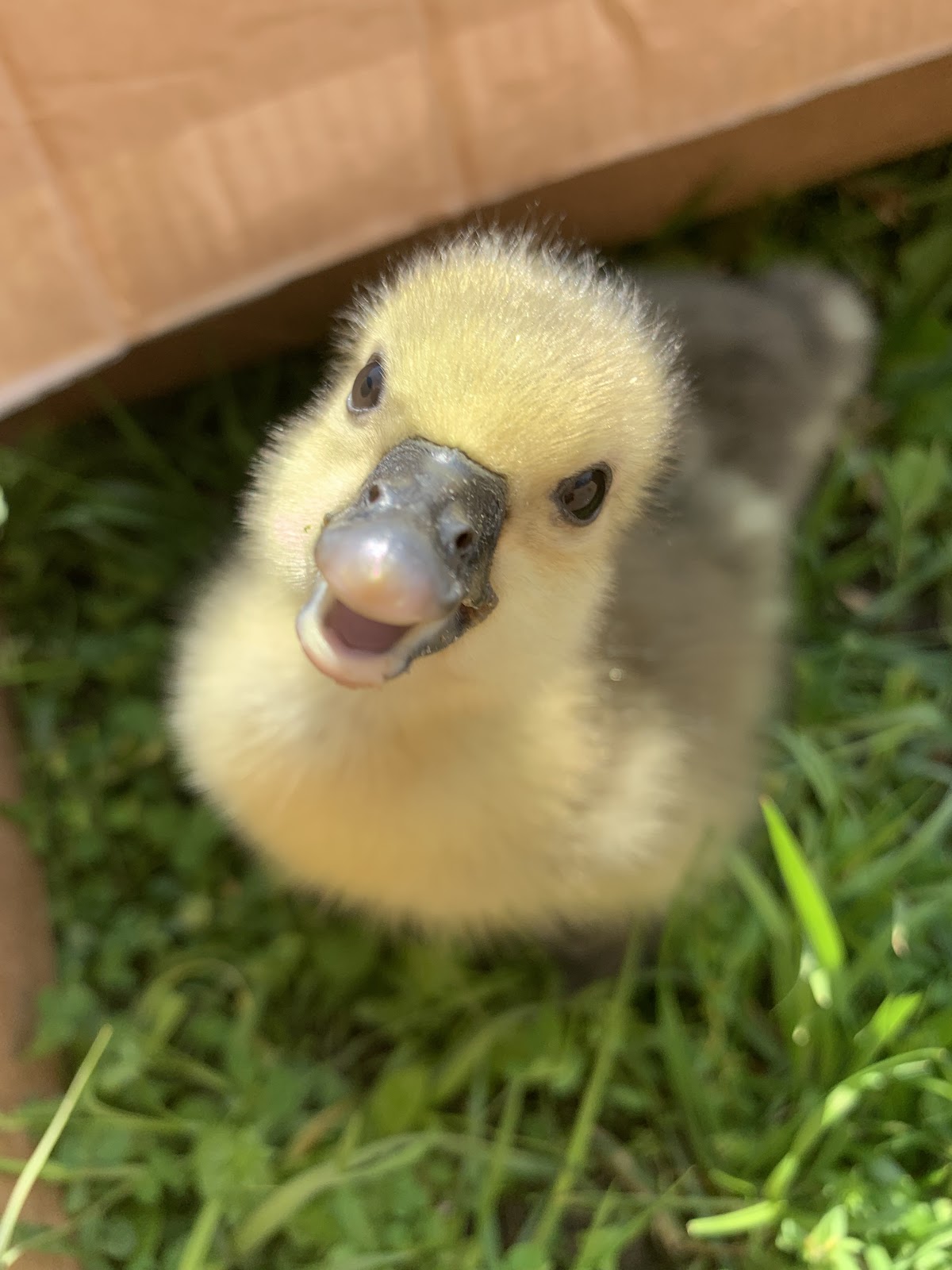 Toulouse Goose