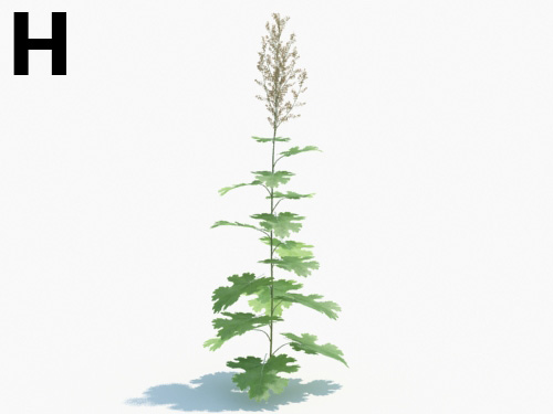 Maxtree - Plant Models Vol.3