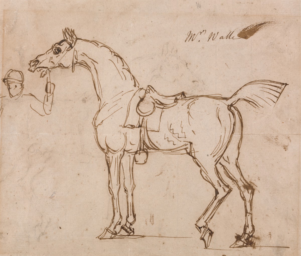 A Racehorse Bridled and Saddled
