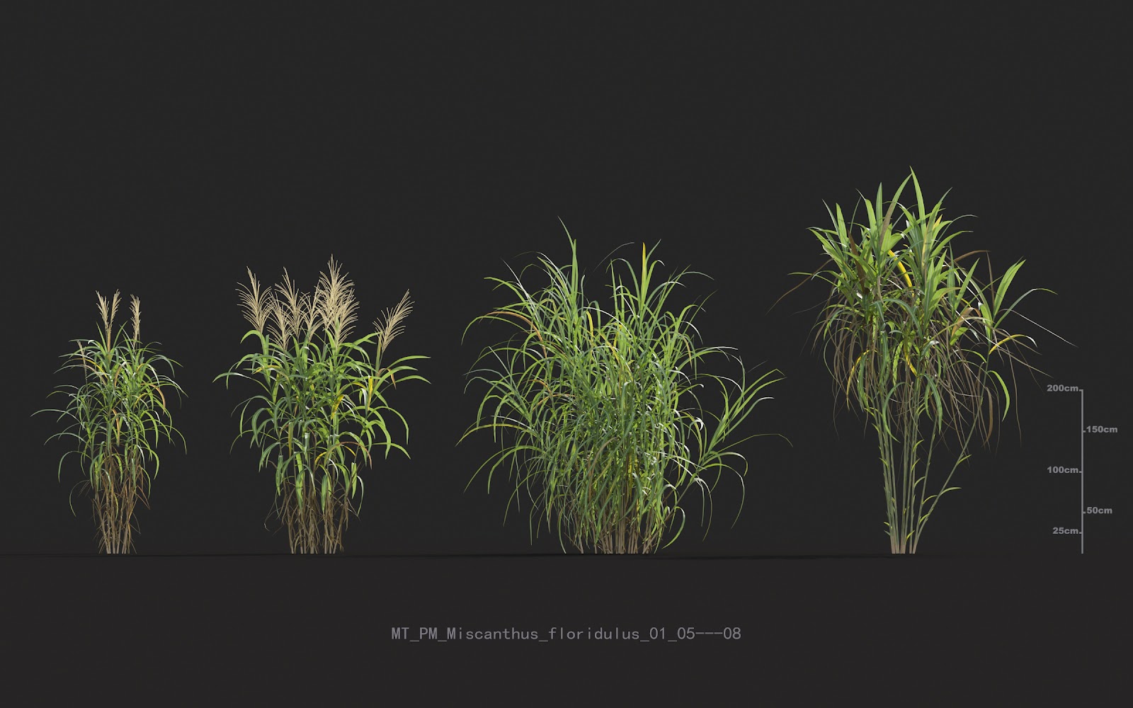 Maxtree - Plant Models Vol.20