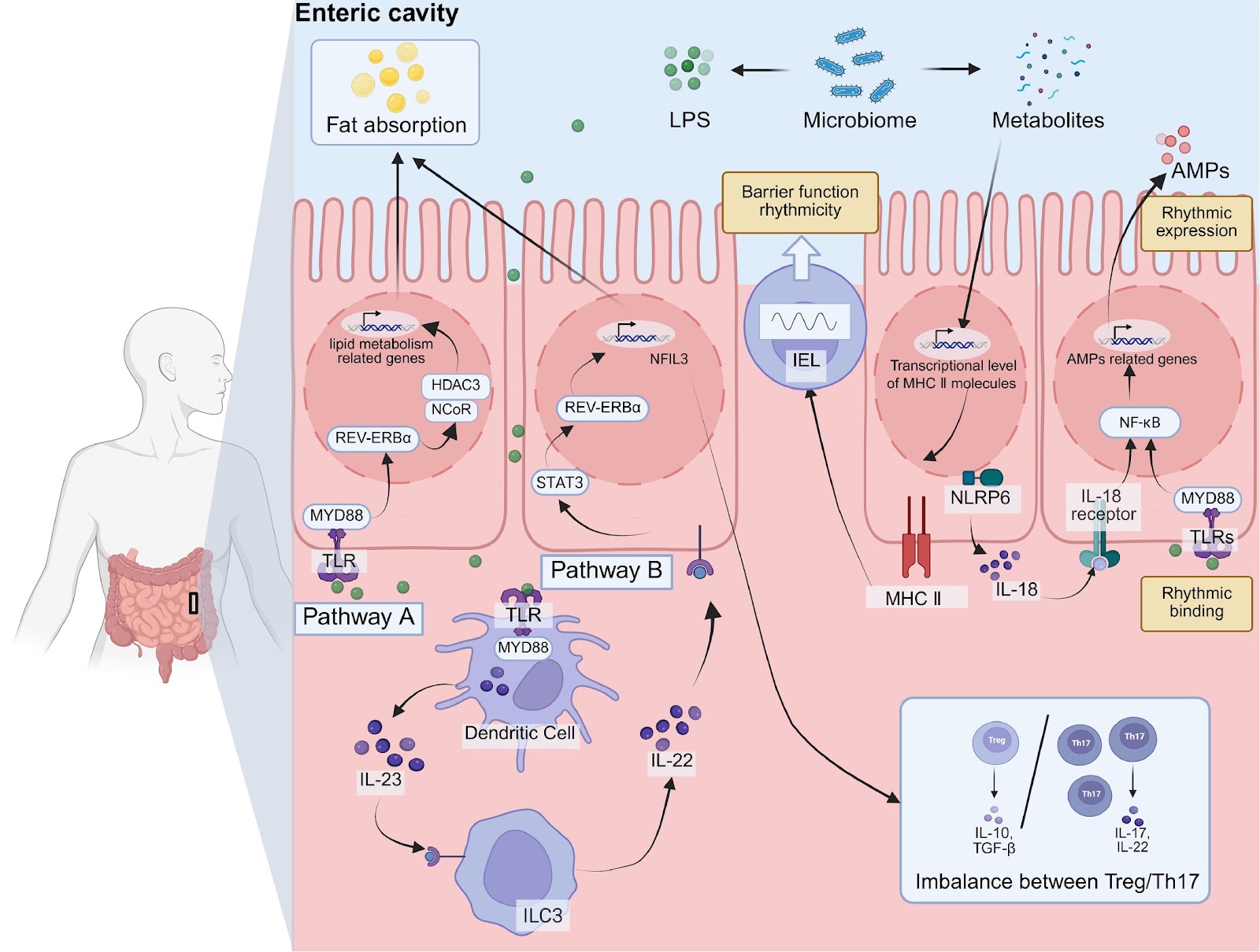 Gut microbiota circadian rhythms: a key regulator of immunometabolic homeostasis