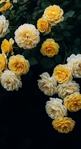 Cluster of Yellow and Cream Roses on Dark Moody Background