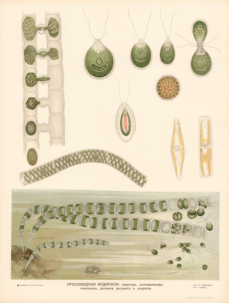 Freshwater algae 1910