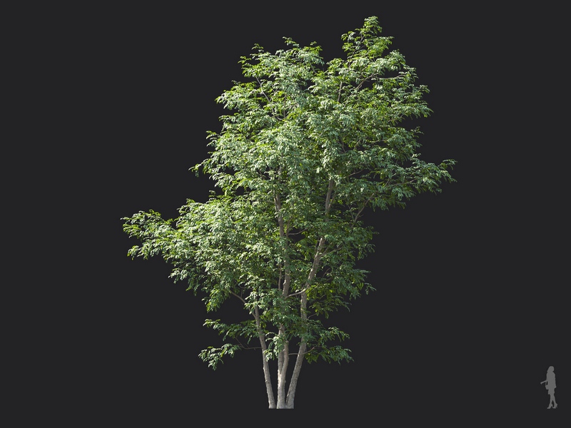 Maxtree - Plant Models Vol.124