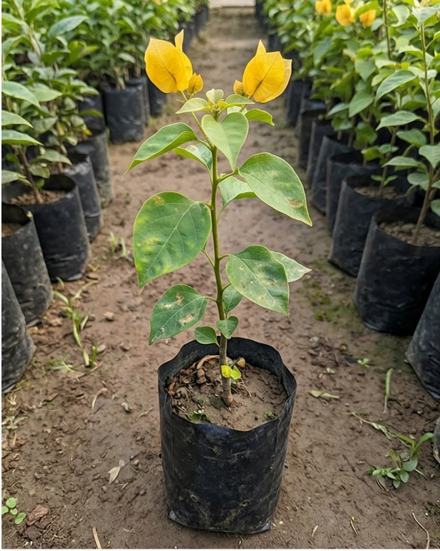 Imported Cendai Yellow Bougainvillea Plant — view 2