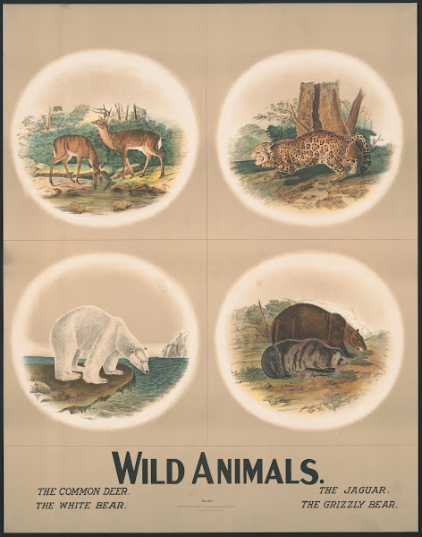 Wild animals 1903