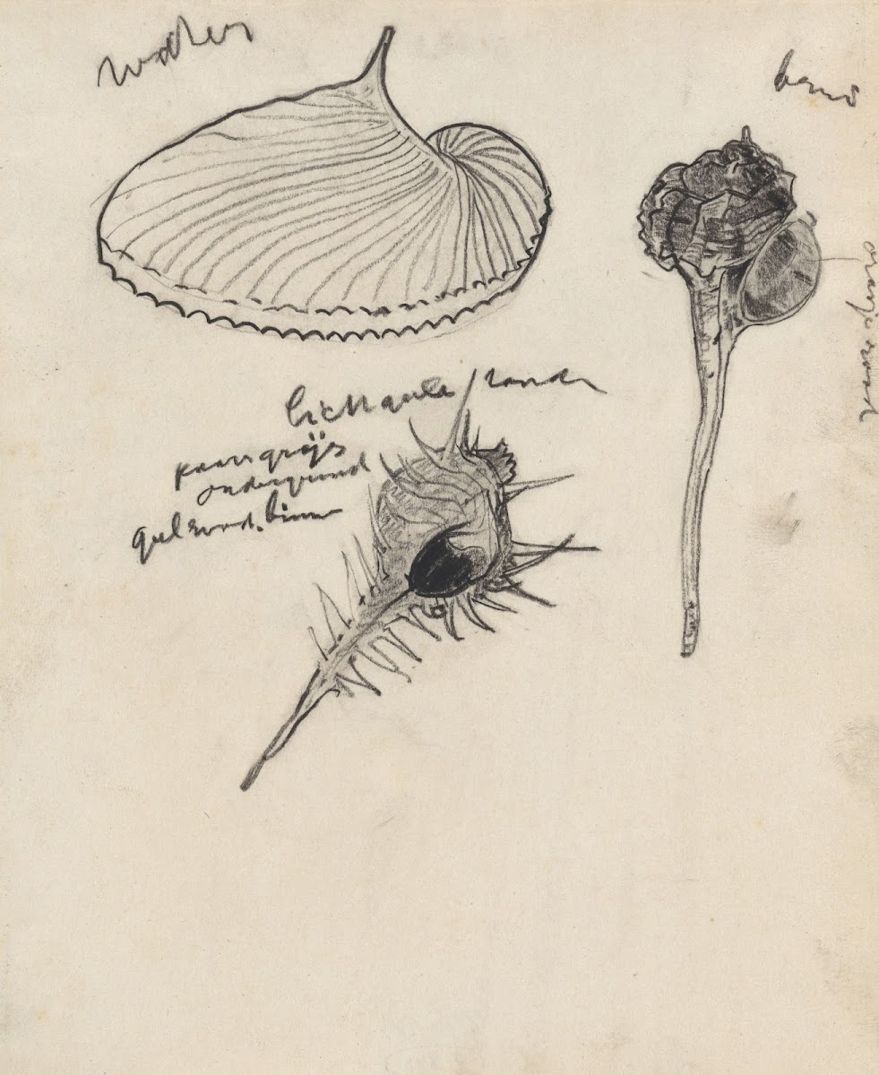 Studieblad met drie schelpen 1876   1951