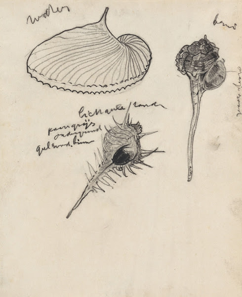 Studieblad met drie schelpen 1876   1951