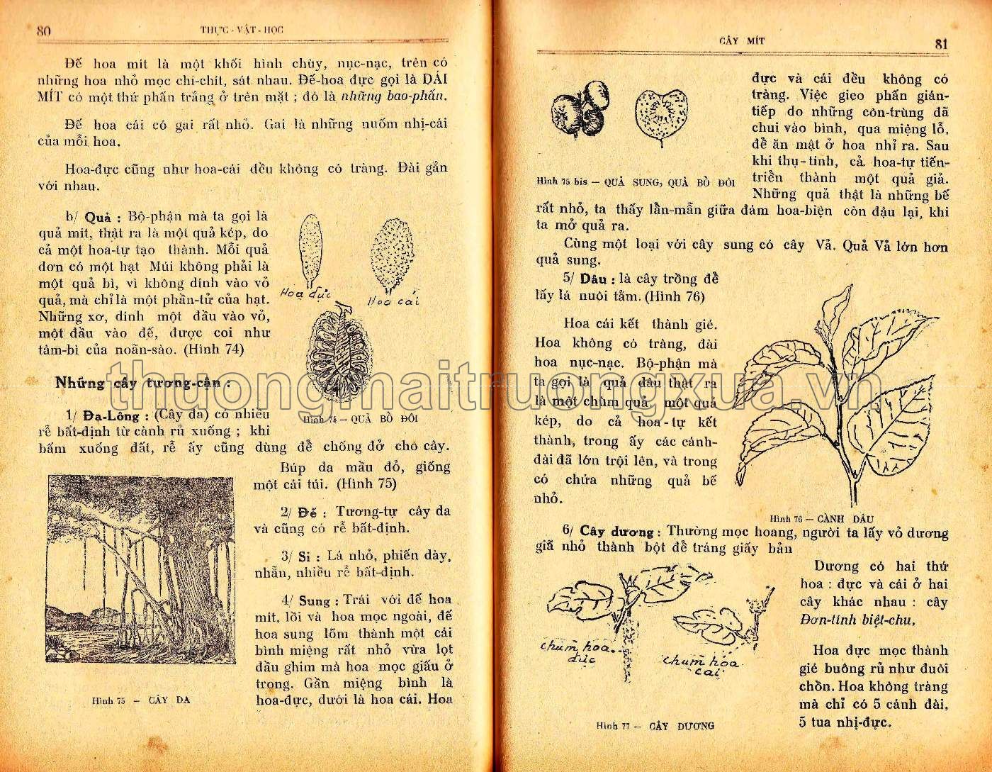 Vạn vật học lớp đệ thất (1954) - Trang 40