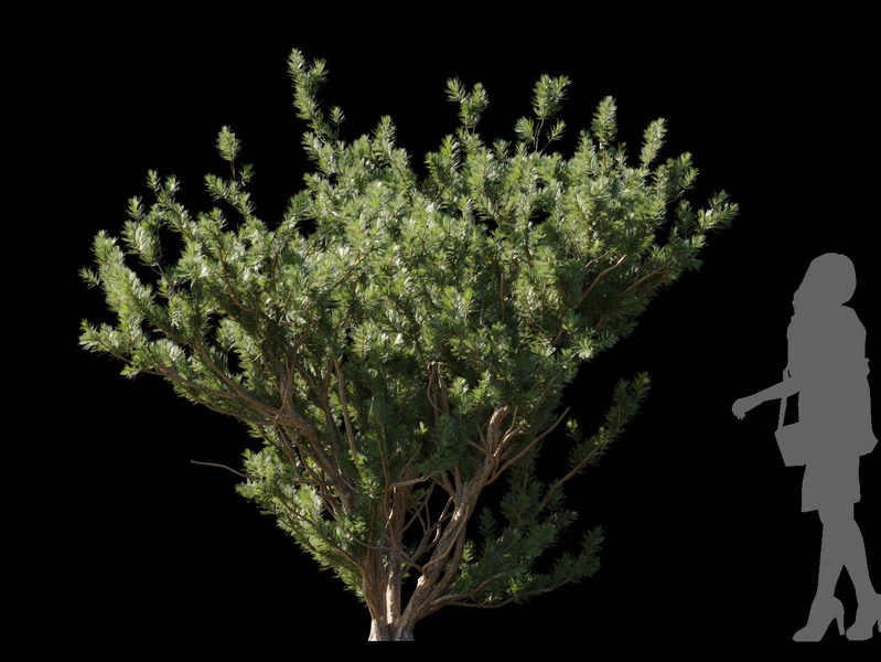 Maxtree - Plant Models Vol.120