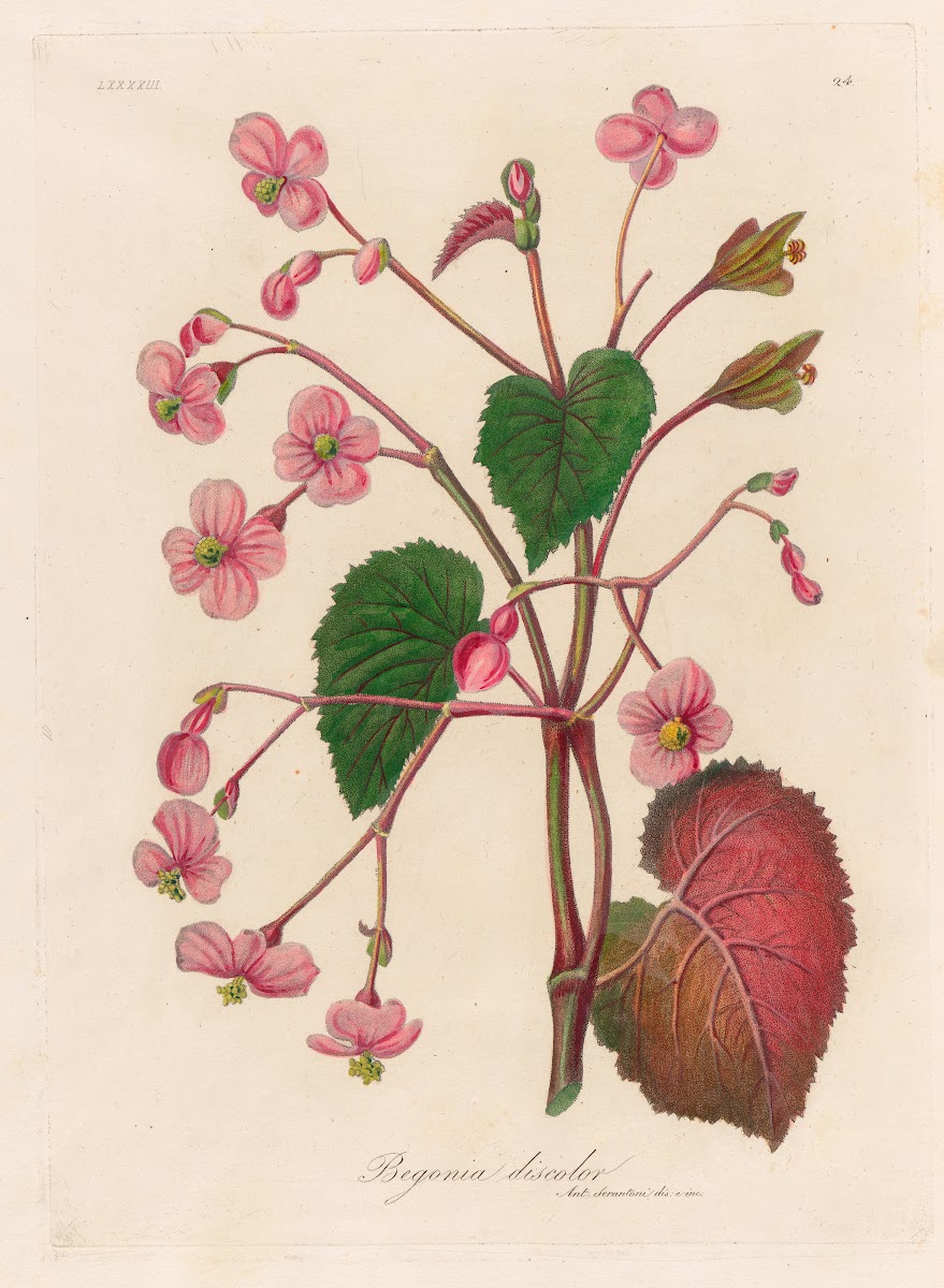 Begonia discolor 1818 1824