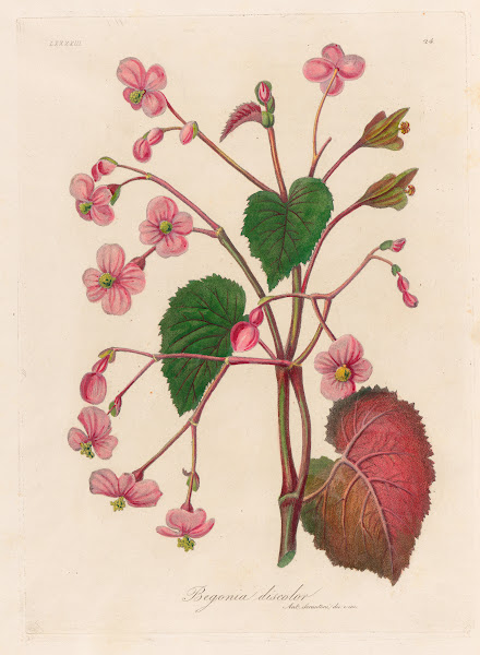 Begonia discolor 1818 1824
